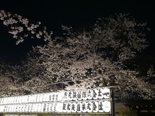 📍東京。2023 夜遊淺草寺 雷門 x 夜櫻。