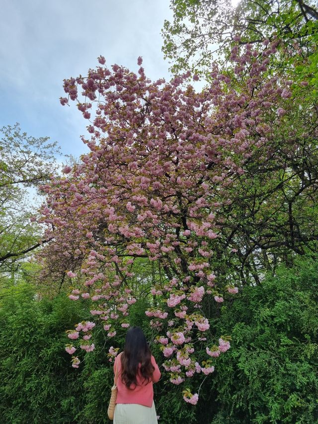 서울 겹벚꽃은 어린이대공원에서🌸
