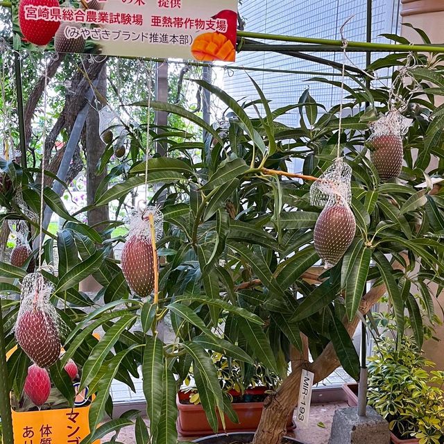 宮崎ブーゲンビリア空港