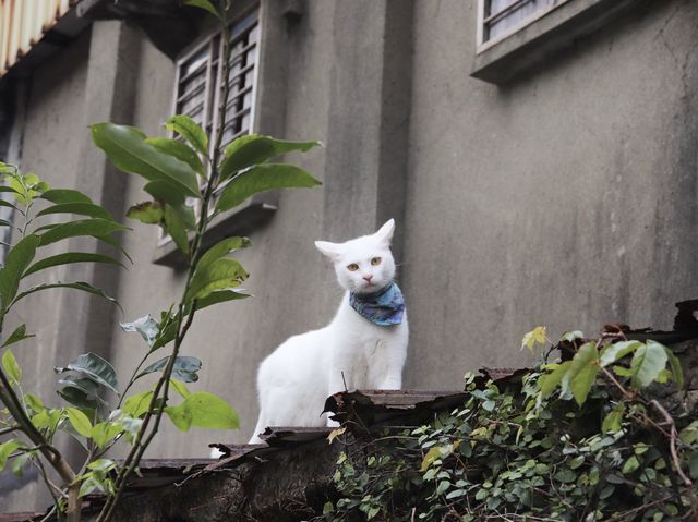 หมู่บ้านแมว 🐈🐈‍⬛ Houtong Village