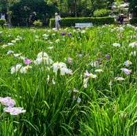 เทศกาลดอกไอริส 花じょうぶ祭