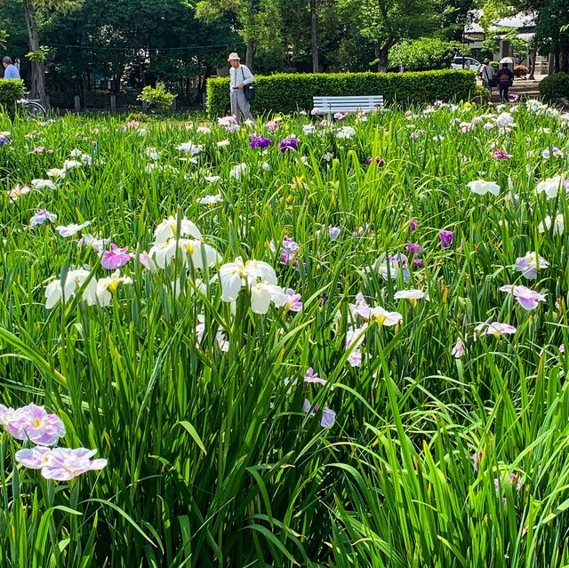 เทศกาลดอกไอริส 花じょうぶ祭