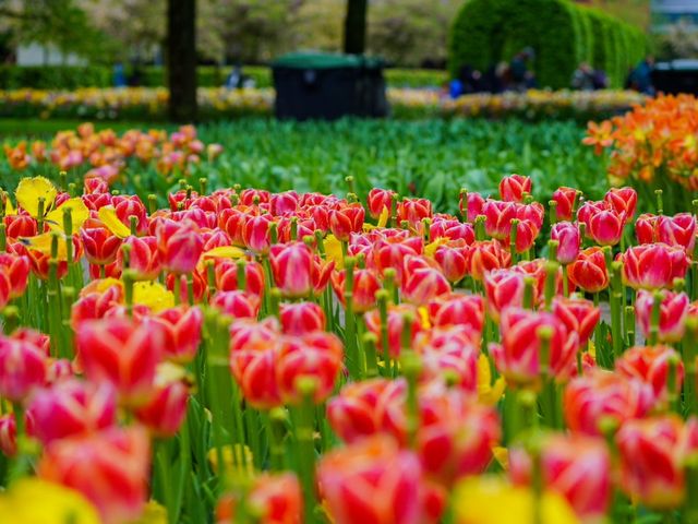 荷蘭🇳🇱全世界最大最美鬱金香花園🌷