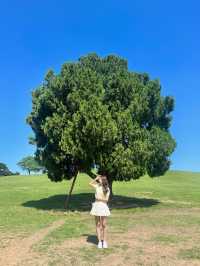 🌳서울 피크닉 명소로 유명한 올림픽공원 나홀로나무🌳