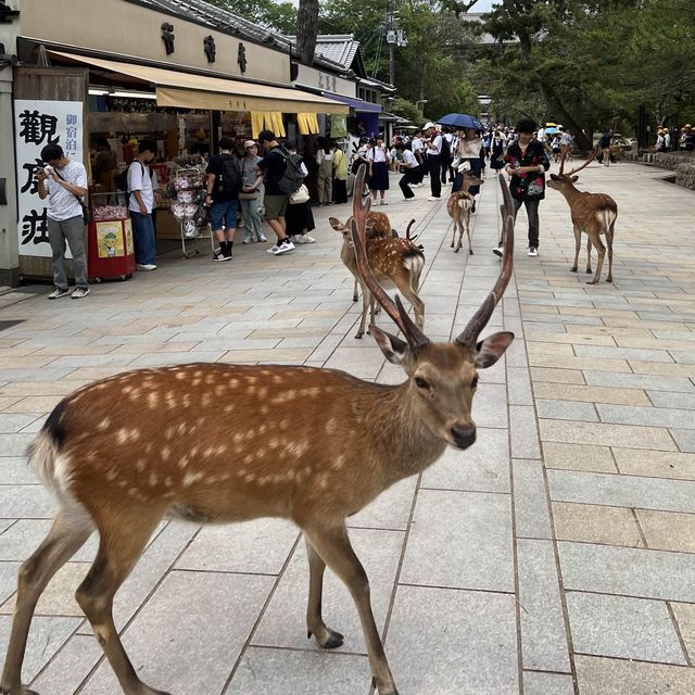 횡단보도 건너는 사슴 보신 분?! 저요!🙌