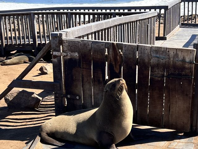 Check out seals at Cape Cross 