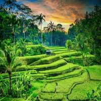 Wonderful rice terraces in Bali