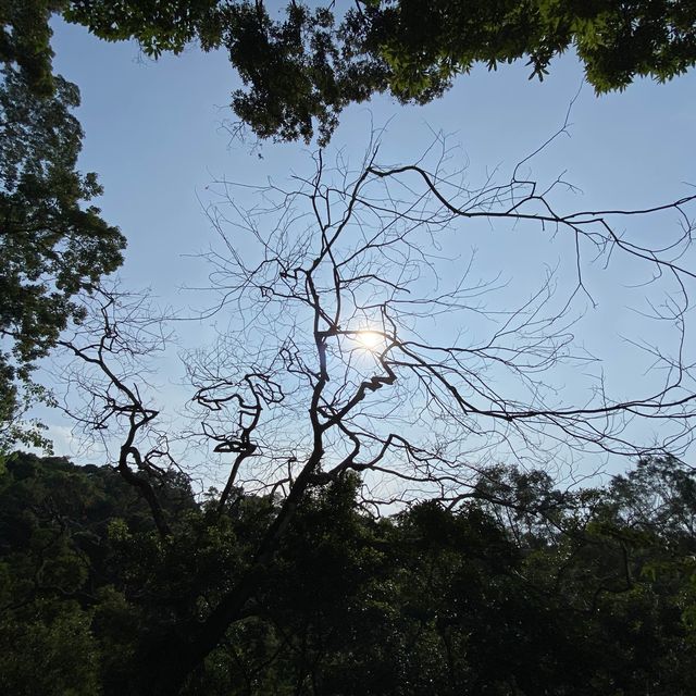香港🇭🇰 ｜🌟香港最大巨藤🌲 - 松仔園藤王
