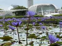 Lotus Pond in Singapore?!