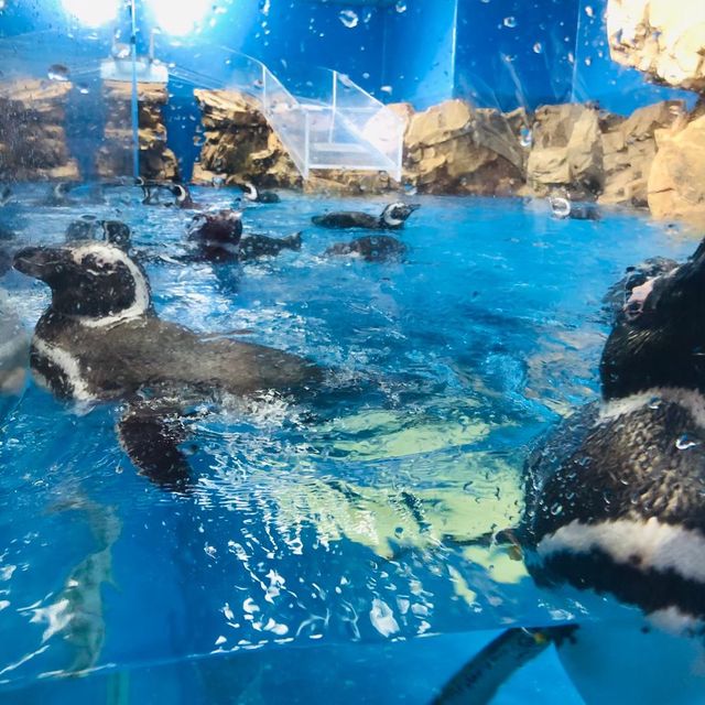桃園｜🐧💙可愛企鵝篇📍 Xpark