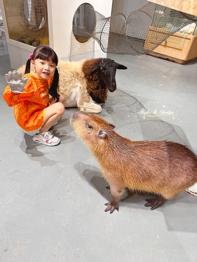 深圳小小室內動物園 — 餵草泥馬🦙、梅花鹿、孔雀🦚