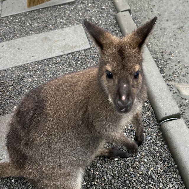 🤩張美阿嬤農場👍小可愛互動樂園🐷🦌🦘 