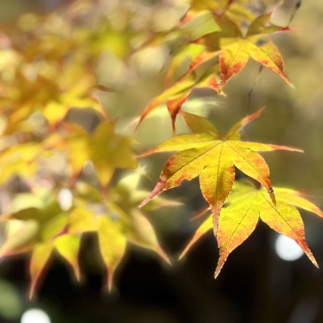 昭和紀念公園銀杏賞楓 