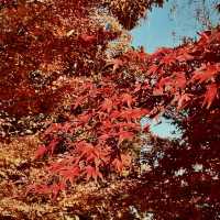 東京紅葉實況