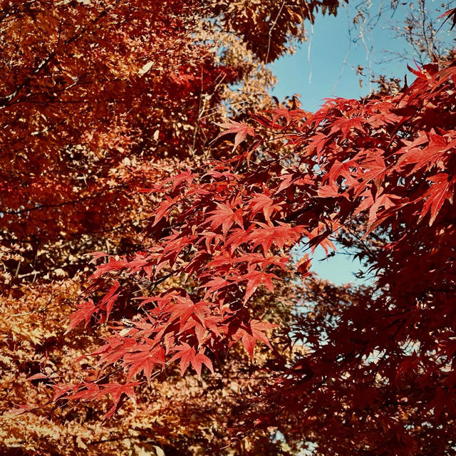 東京紅葉實況