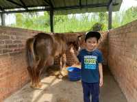 Mini Petting Zoo in Kuala Selangor 