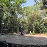 “Safari World” ซาฟารีครั้งเดียวไม่เคยพอ🌳