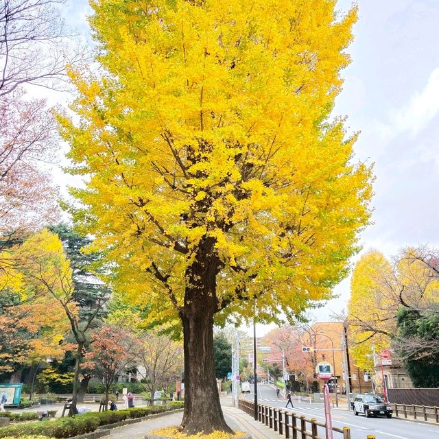 ใบไม้เปลี่ยนสีที่โตเกียว...Ueno Park