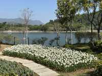 本地遊 | 大埔Lake House | 大紅鬱金香賀新年