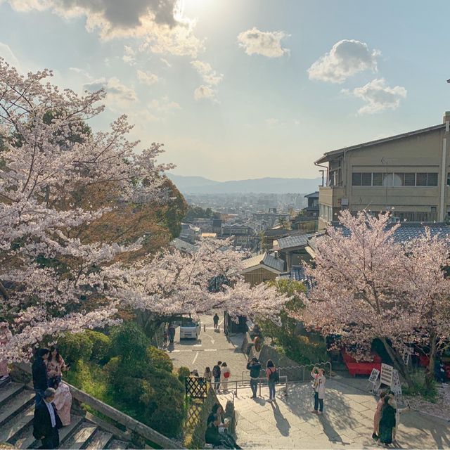 4월 초에 일본 교토에 가면 생기는 일 🌸