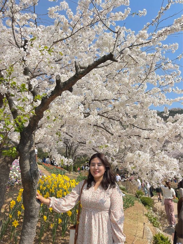 튜립 수선화 히아시스가 아름다운 안산도시자연공원 | 트립닷컴 서울