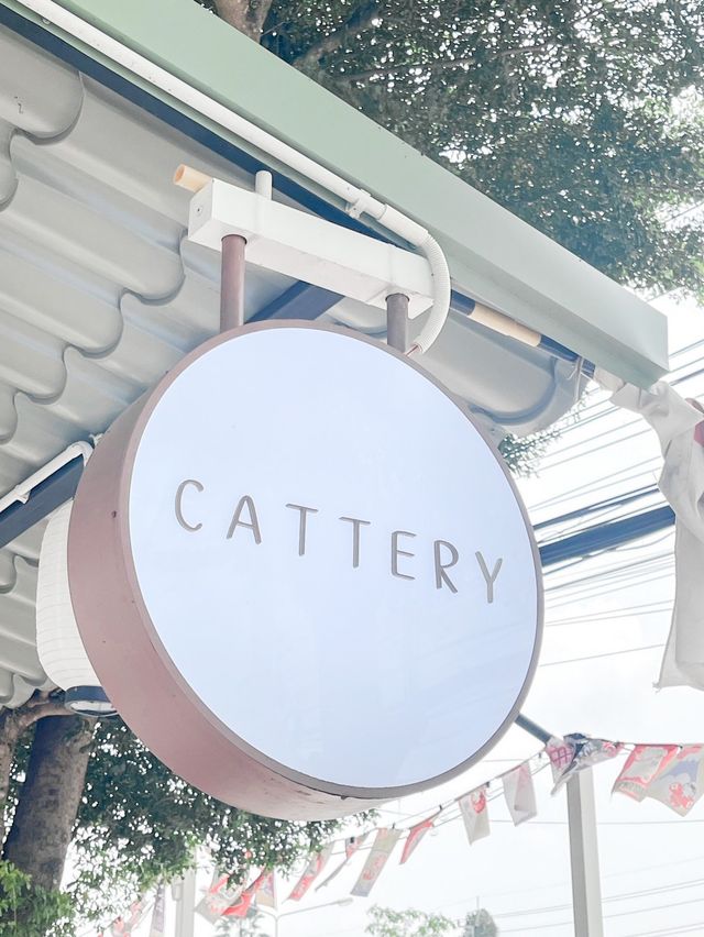 CATTERY CAFÉ TRAD🌸🍵