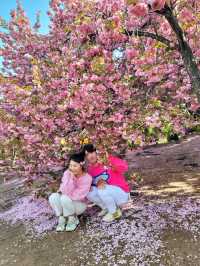 경주 불국사 겹벚꽃🌸엔딩은 이제 시작🩷