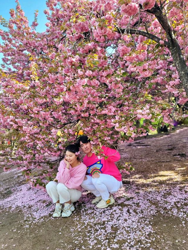 경주 불국사 겹벚꽃🌸엔딩은 이제 시작🩷