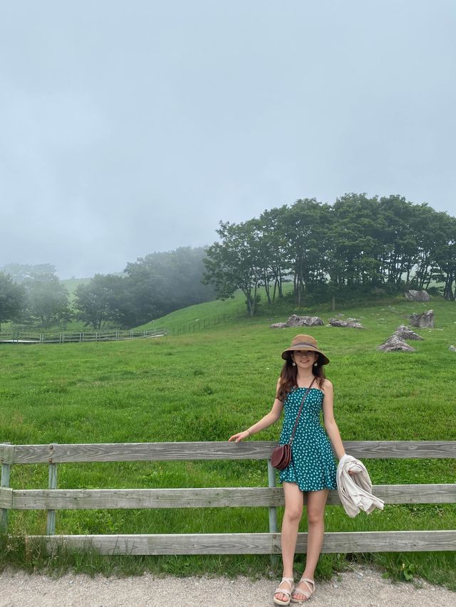 강릉에서 30분이면 갈 수 있는 대관령양떼목장🐑