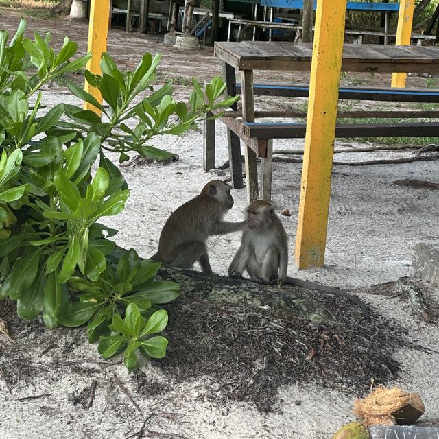 【ペナン島】お猿がいっぱいいるビーチ🏖🐒