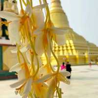 Naypyitaw new capital of Myanmar 
