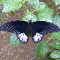 MSU Butterfly Garden