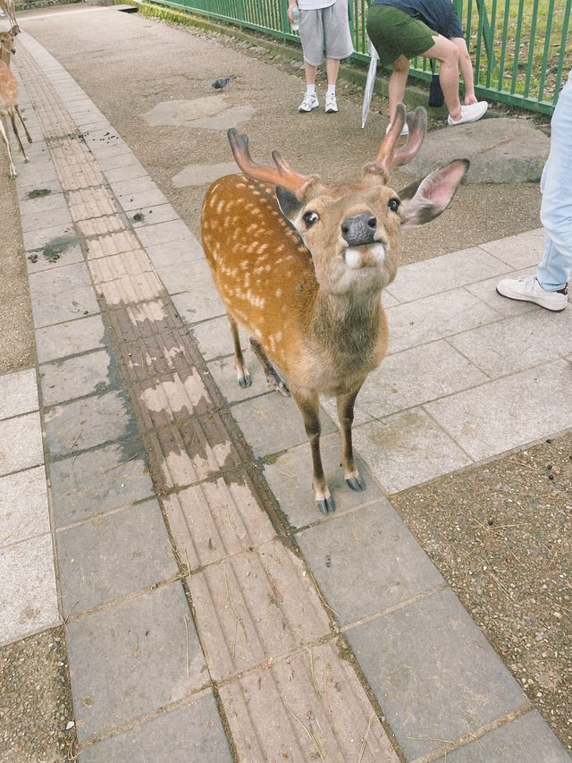 자유로운 사슴들로 둘러싸인 곳, 나라 공원🦌