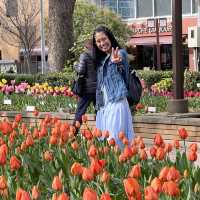 The best Tulip Season in Yokohama Park!
