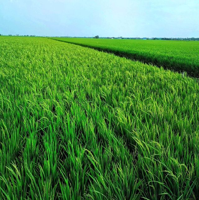 Beautiful paddy fields in Sekinchan! 🌾