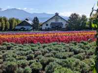 Tomita Farm in Furano