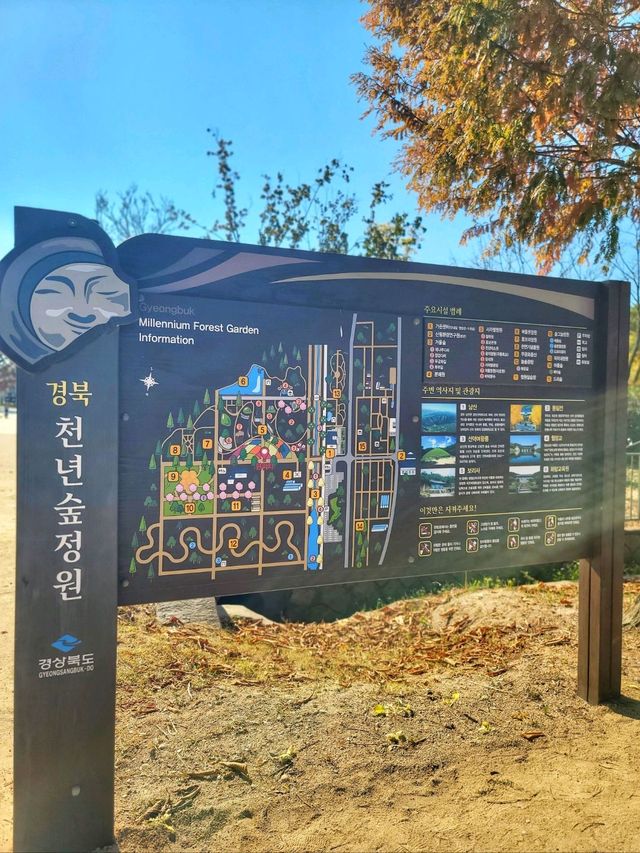 대왕단풍샷 찍고 가을 만끽하기🍁🍂