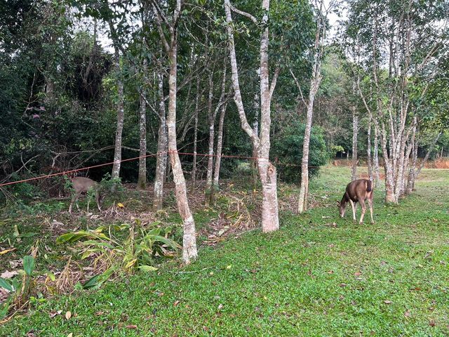⛺️นอนเต๊นท์ดูน้องกวาง🦌ที่ เขาใหญ่