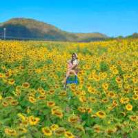 ทุ่งทานตะวันเขาใหญ่ บานสะพรั่งรับลมหนาว🌻