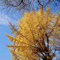 「上野恩賜公園」11月底～12月初，賞紅葉好去處