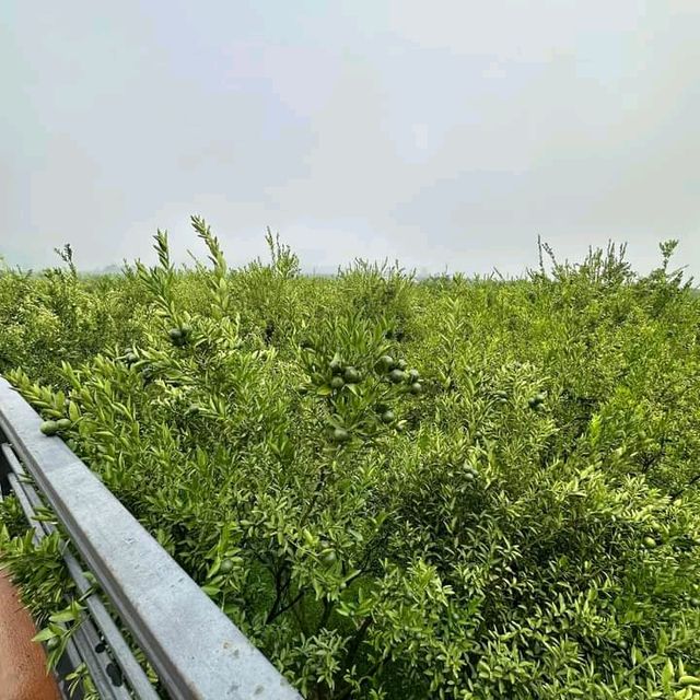 แอ่วสวนส้มปรีชา
(Preecha Farm)