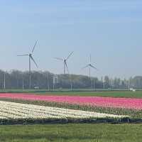 Spring with a sea of tulips