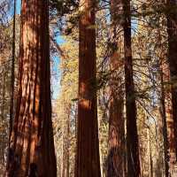 【2024】Sequoia National Park：紅杉國家公園，自然景觀，拍照好去處