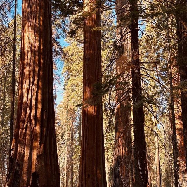 【2024】Sequoia National Park：紅杉國家公園，自然景觀，拍照好去處