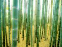 The Arashiyama Bamboo Forest