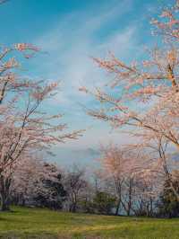 【香川】世界の訪れるべき52ヶ所にも選ばれた！四国を代表する絶景桜スポット！