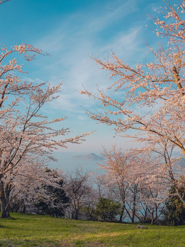 【香川】世界の訪れるべき52ヶ所にも選ばれた！四国を代表する絶景桜スポット！