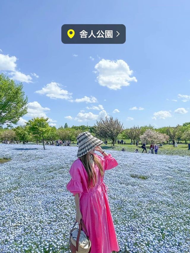 東京で絶景ネモフィラ！無料で楽しめる！舎人公園