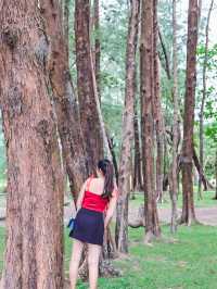 เดินเล่นริมหาด ชมทิวสน ที่หาดบางเบน