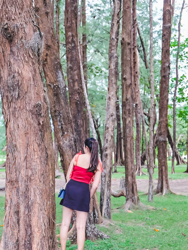 เดินเล่นริมหาด ชมทิวสน ที่หาดบางเบน